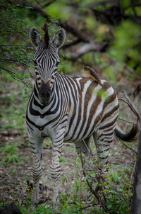 Portrait of zebras in forest