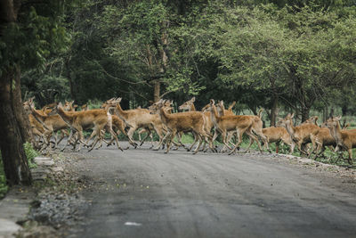 Side view of deer crossing on road in forest
