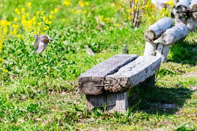 Bird on wood in field