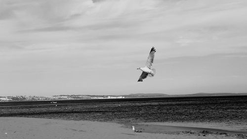 Seagull flying above the sea