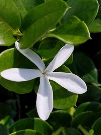 Close-up of frangipani on plant