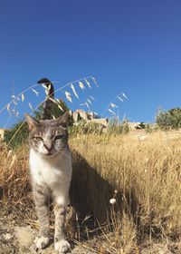 Cat sitting on a field