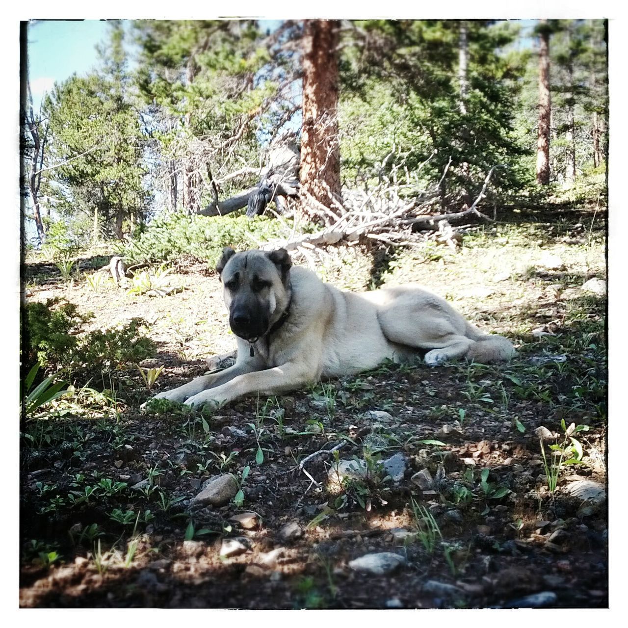 animal themes, transfer print, mammal, one animal, dog, domestic animals, pets, auto post production filter, tree, forest, relaxation, full length, sitting, field, nature, day, lying down, resting, outdoors, no people