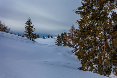 Trees on snow covered land against sky