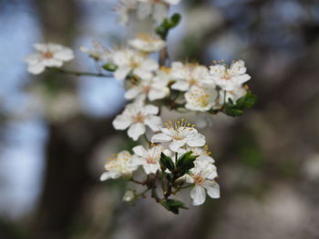 Close-up of white cherry blossoms