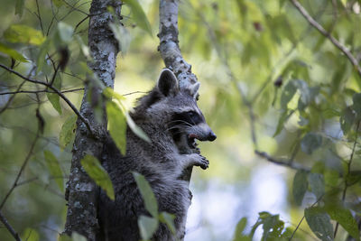 Raccoon procyon lotor climbing up a tree for safety