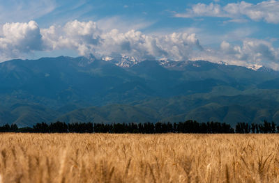 Scenic view of agricultural field against sky