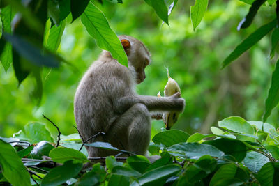 Close-up of monkey sitting on tree