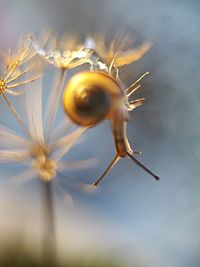 Close-up of insect on white flower