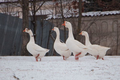 High angle view of birds on snow