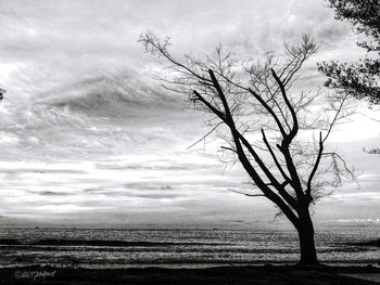 Tree on landscape against sky
