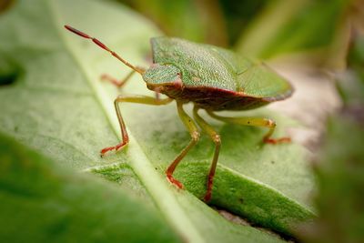 Close-up of insect on leaf