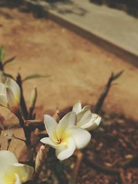 Close-up of flower against blurred background