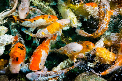 Close-up of fish swimming in sea