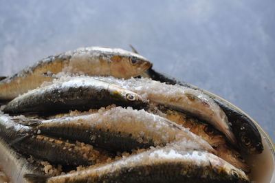 Close-up of fish