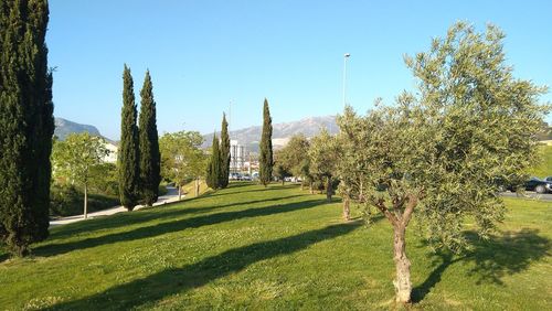 Trees on landscape against clear sky