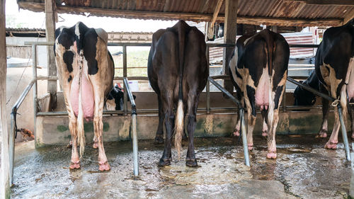 View of cows standing in water