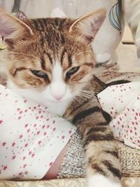 Close-up of cat relaxing on bed at home