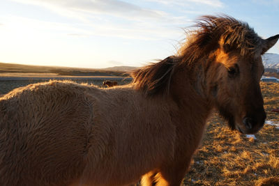 Horse standing in a field