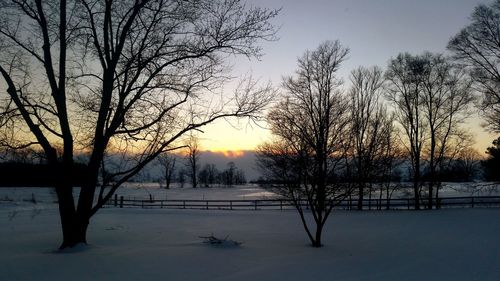 Bare trees on snow covered field