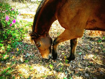 Horse on field