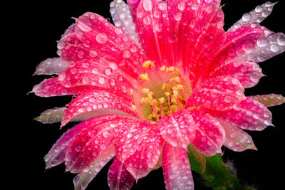 Close-up of wet pink flower against black background