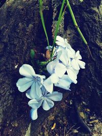 High angle view of white flowers blooming outdoors