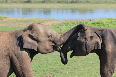 Side view of elephant on field