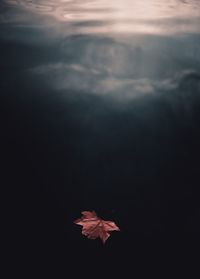 Close-up of maple leaves floating on lake against sky