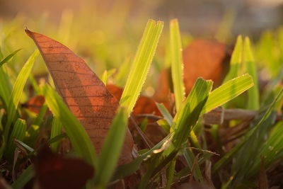 Close-up of grass growing on field