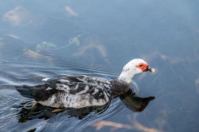 High angle view of duk swimming in lake