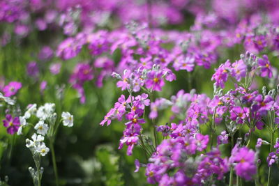 Close-up of flowers growing in field