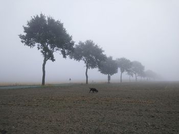 View of tree on field against sky