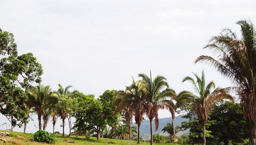 Low angle view of palm trees against sky