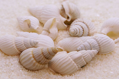 Close up sea shells on the beach.