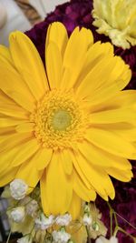 Close-up of yellow flower