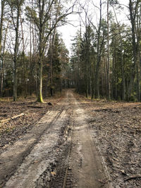 Empty road amidst trees in forest