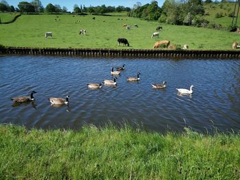 Ducks in a lake