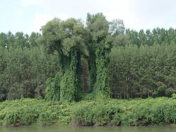 Trees in forest against sky