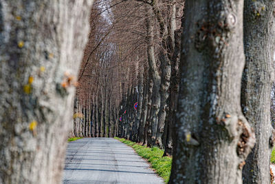 Footpath amidst trees