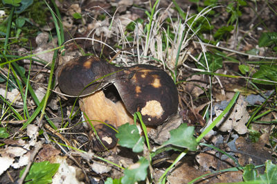 Plant growing in field