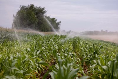 Irrigation equipment watering green cultivated field