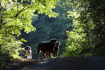 View of a dog in the forest