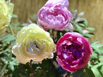 Close-up of pink rose