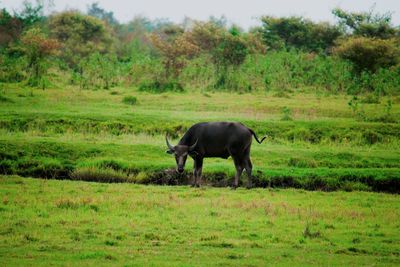 Buffalo standing in a field