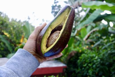 Midsection of person holding fruit