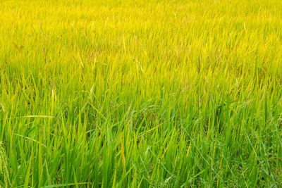 Full frame shot of corn field