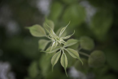 Close-up of flower buds growing outdoors