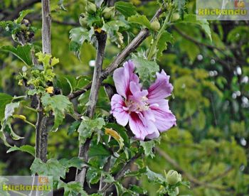 Close-up of flower blooming on tree