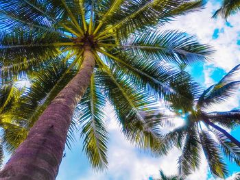 Low angle view of palm tree against sky